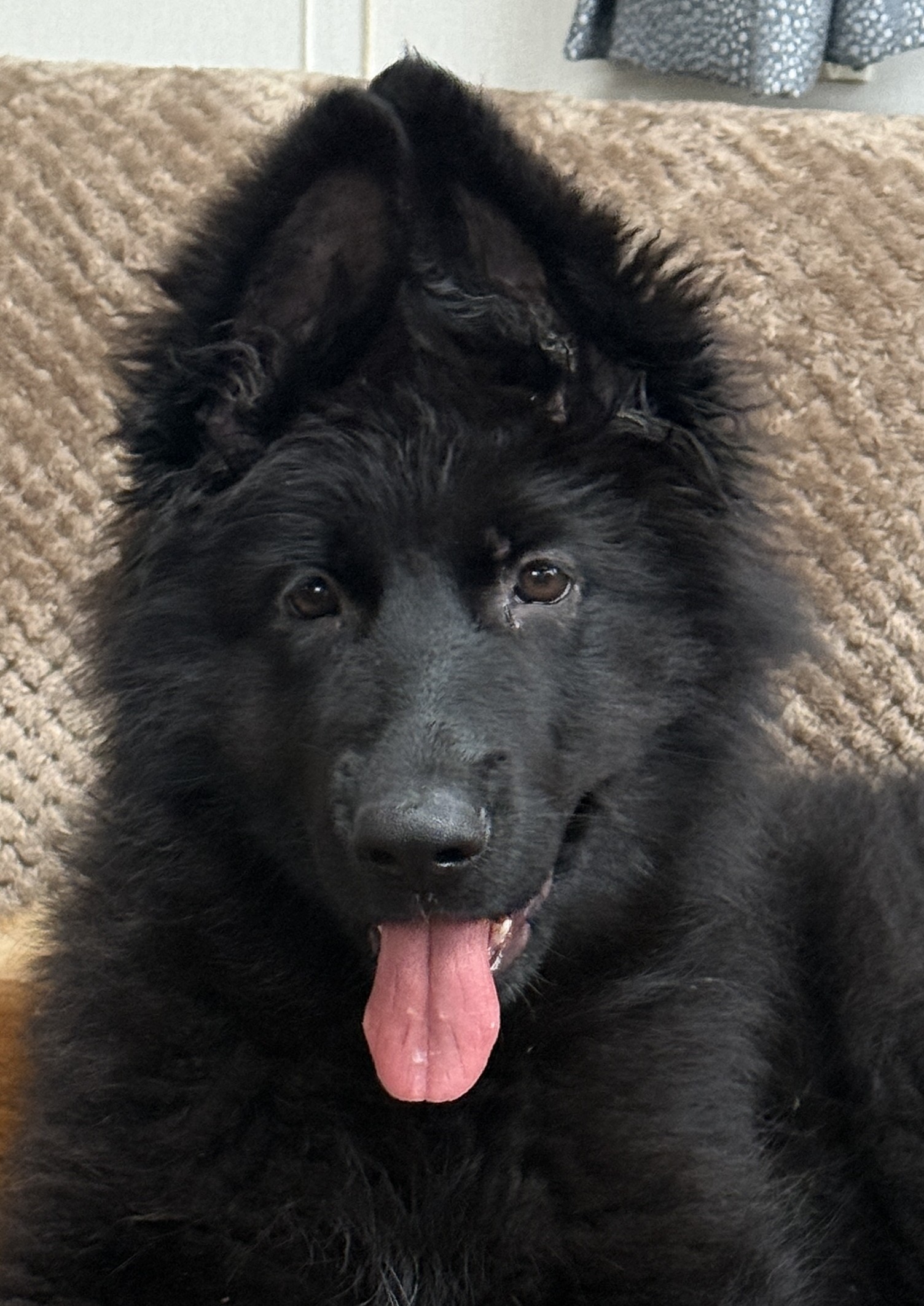 What to Look for When Choosing a Puppy