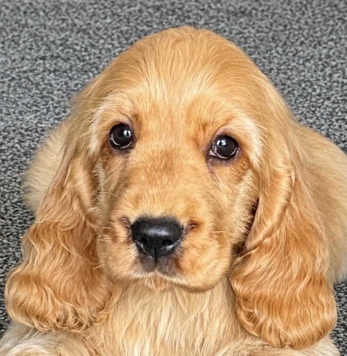 Why Health Testing Matters When Choosing a Puppy