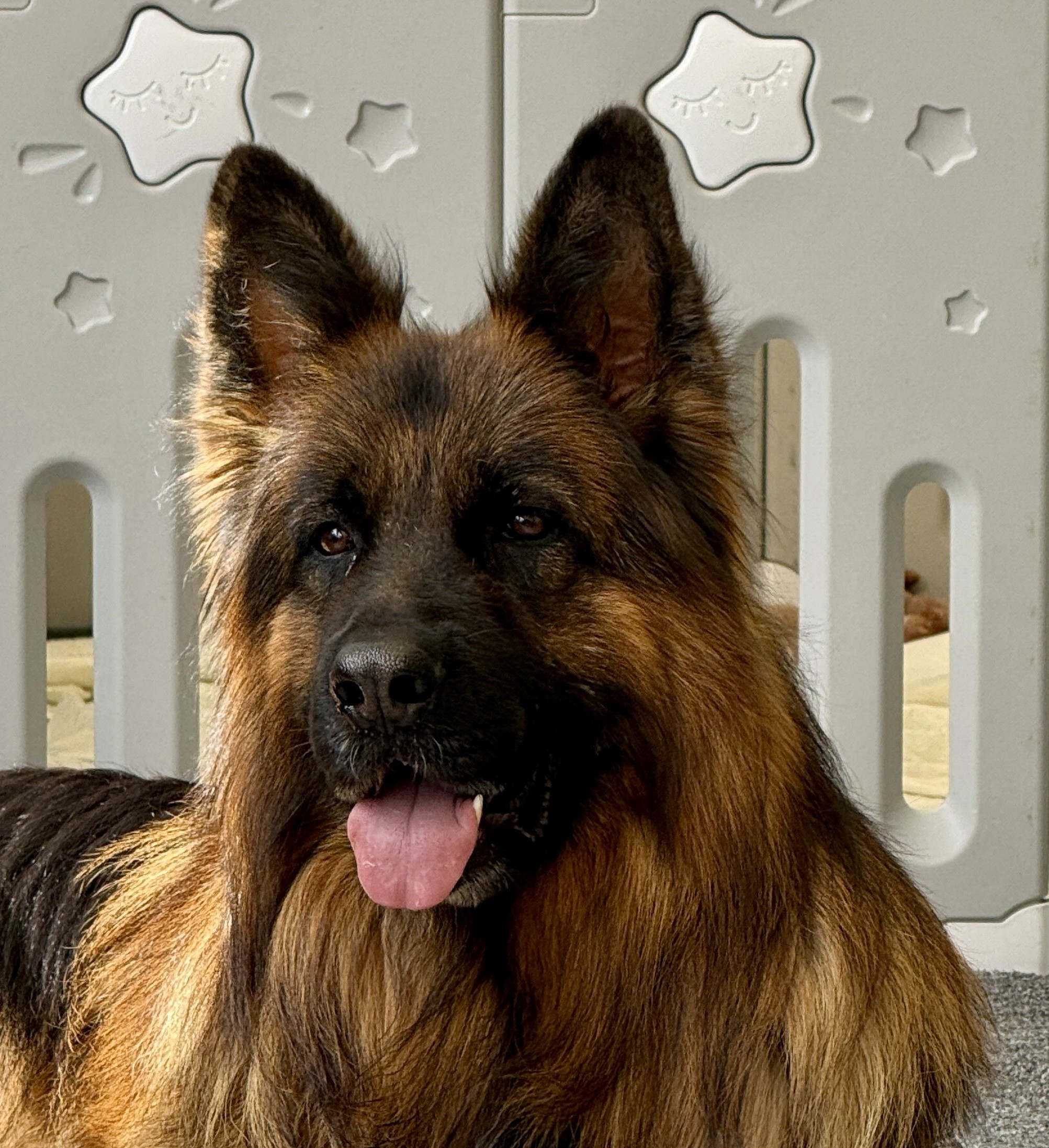 Is a German Shepherd Dog the Right Dog for You?